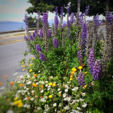 primavera en bariloche colores y excursiones