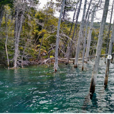 bosque sumergido en villa traful