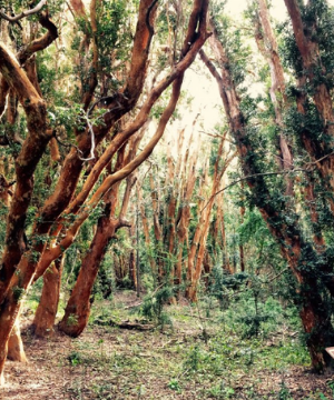 bosque de arrayanes bariloche