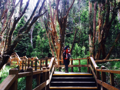 ? Isla Victoria y bosque de Arrayanes, ¡Conocé todos los secretos!